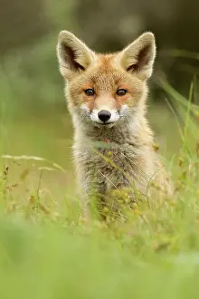Gazing: Red Fox