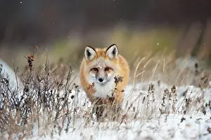 Manitoba: Red Fox