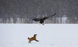 Attacking: Red Fox