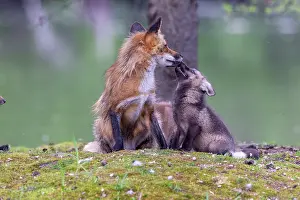 Uniteed: RED FOX