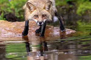 Uniteed: RED FOX