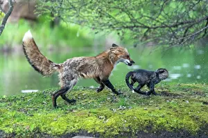 Uniteed: RED FOX