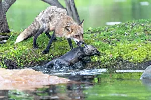 Uniteed: RED FOX