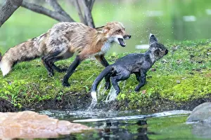 Uniteed: RED FOX