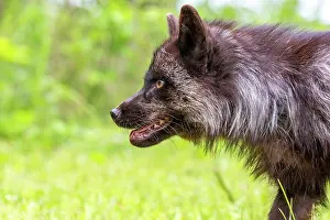 Uniteed: RED FOX