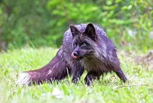 Uniteed: RED FOX