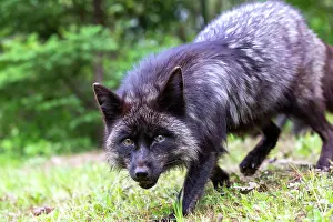 Uniteed: RED FOX
