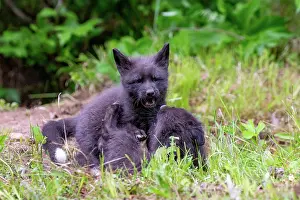 Uniteed: RED FOX