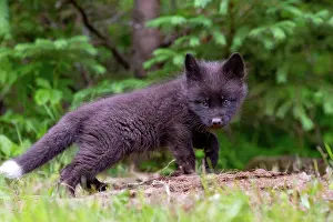 Uniteed: RED FOX