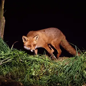 Sinister: RED FOX