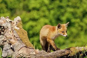 Vulpes: Red Fox