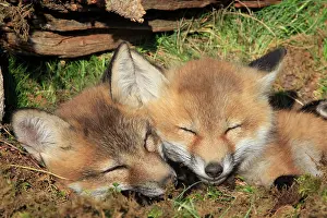 Sleeping: Red Fox - 7 week old cubs sleeping