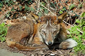 Mange: Red Fox - adult badly affected by mange