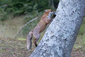 Pomerania: Red Fox - adult fox climbing up a tree - Germany