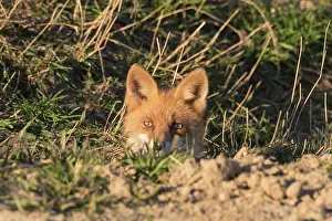 Canine: Red Fox - adult fox looking out of its den - Germany