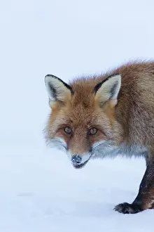 Aosta: Red Fox - adult fox portrait - Italy