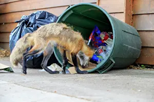 Rubbish: Red Fox - adult looking for food in rubbish bin