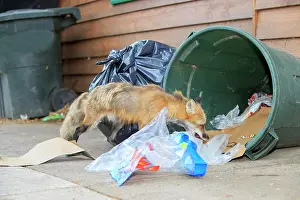 Rubbish: Red Fox - adult looking for food in rubbish bin