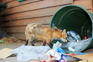 Rubbish: Red Fox - adult looking for food in rubbish bin