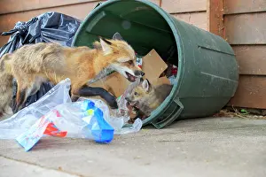 Rubbish: Red Fox - adult and young looking for food in rubbish bin