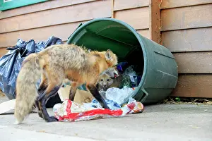 Rubbish: Red Fox - adult and young looking for food in rubbish bin
