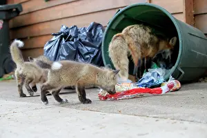Rubbish: Red Fox - adult and young looking for food in rubbish bin