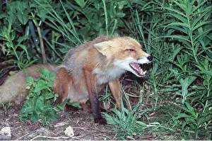 Growling: RED FOX - aggressive stance