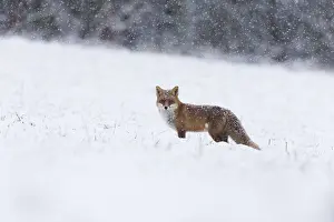 121118: Red Fox - alert on snow covered field, North Hessen, Germany
