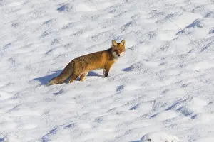 121118: Red Fox - alert on snow covered field, North Hessen, Germany