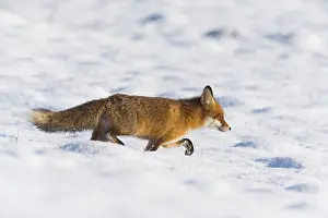 121118: Red Fox - alert walking across snow covered field
