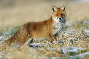Red Fox - On the alert, in winter