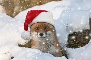 090819: Red Fox, in its burrow wearing Christmas hat in the snow
