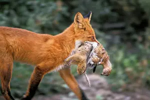 Kills: Red Fox carrying arctic ground squirrel and ptarmigan