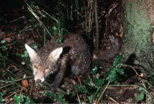 Trapped: Red FOX - caught alive in snare