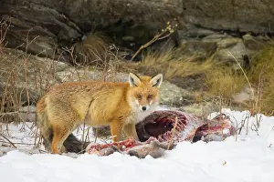 Carcass: Red Fox Chamois