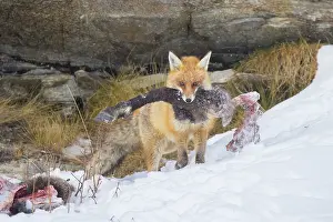 Carcass: Red Fox Chamois