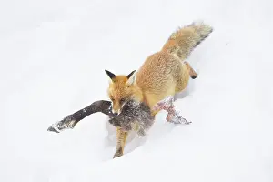 Carcass: Red Fox Chamois