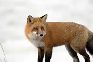 Marc: Red Fox in Churchill Manitoba Canada
