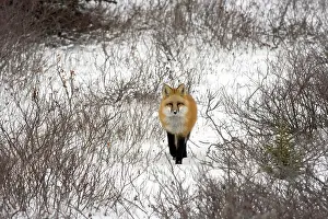 Marc: Red Fox in Churchill Manitoba Canada