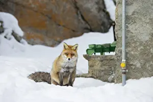 Aosta: Red Fox civilisation
