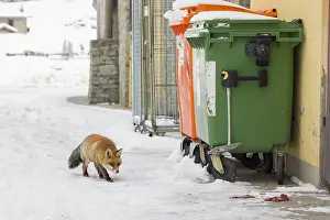 Dustbin: Red Fox civilisation