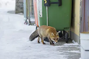 Dustbin: Red Fox civilisation