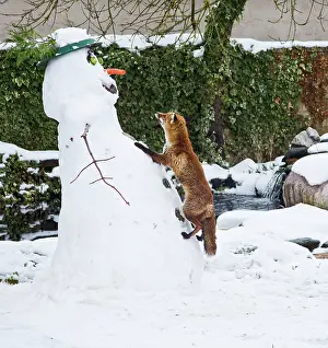 Steal: Red Fox - climbing up snowman about to steal snowman's