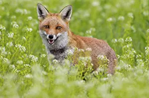 Brian Bevan: Red Fox - close up in meadow