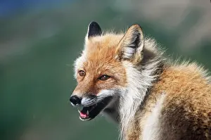 Talking: RED FOX - close-up of head