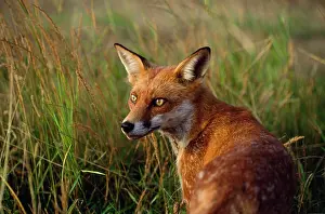 Startled: RED FOX - close-up in tall grass