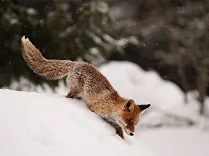 040319: Red Fox-crossing a snow covered hill looking for