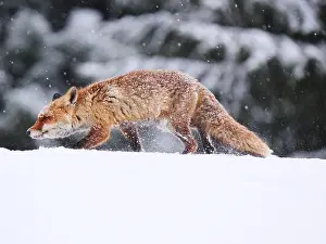 040319: Red Fox-crossing a snow covered hill looking for
