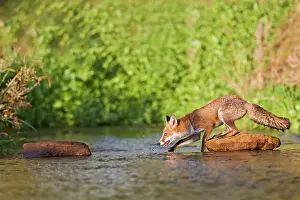 Carefully: Red Fox - crossing stream - controlled conditions