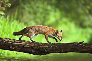 Carefully: Red Fox - crossing stream on log - controlled conditions